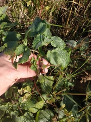 Stachys ocymastrum