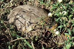 Rhinoclemmys pulcherrima pulcherrima