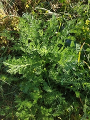 Anacyclus valentinus