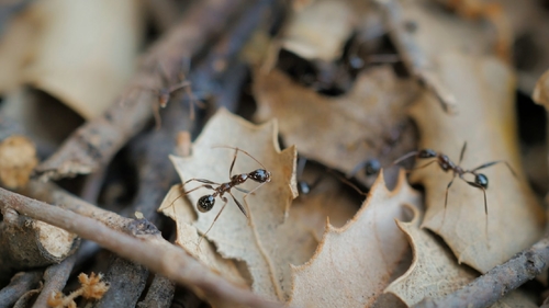 Aphaenogaster lykiaensisAphaenogaster lykiaensis