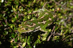 Naultinus gemmeus