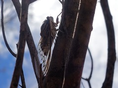 Burbunga hillieri