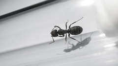 Camponotus kiesenwetteri