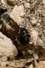 Halticus apterus