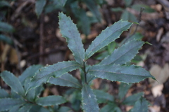 Ardisia cornudentata