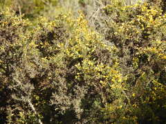 Ulex argenteus subsericeus