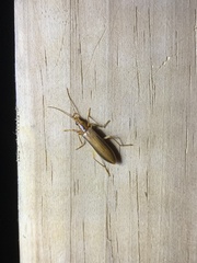 Thelyphassa lineata