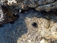 Nerita funiculata
