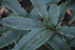 Ardisia cornudentata