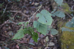 Entelea arborescens
