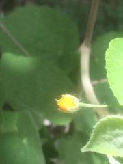 Abutilon hirtum