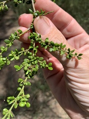 Everistia vacciniifolia