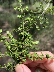 Everistia vacciniifolia