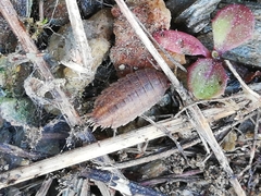 Proporcellio pusillus