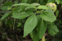 Acalypha nemorum