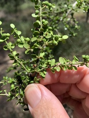 Everistia vacciniifolia