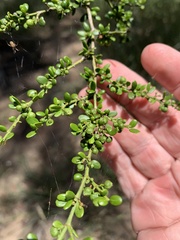 Everistia vacciniifolia