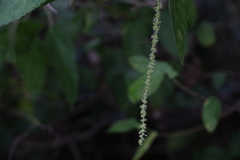 Acalypha nemorum