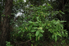 Acalypha nemorum
