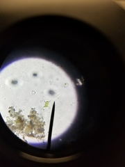 Scenedesmaceae