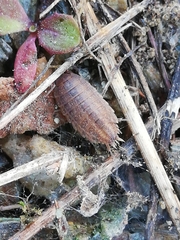 Proporcellio pusillus