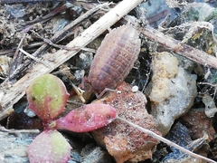Proporcellio pusillus