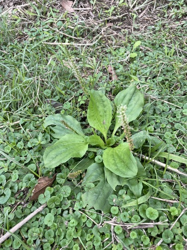 Chinese plantain (Plantago asiatica)