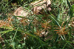 Cyperus fulgens
