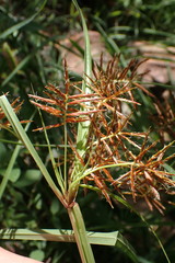 Cyperus fulgens