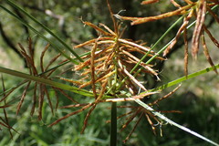 Cyperus fulgens