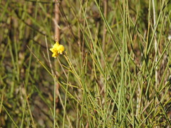 Cytisus grandiflorus