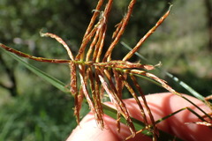 Cyperus fulgens