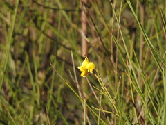 Cytisus grandiflorus