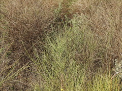 Cytisus grandiflorus