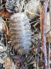 Porcellio novus