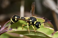 Eumenes coronatus
