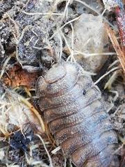 Porcellio novus