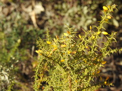 Ulex argenteus subsericeus