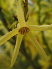 Anthocercis littorea