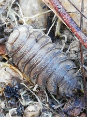 Porcellio novus