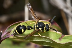 Eumenes coronatus