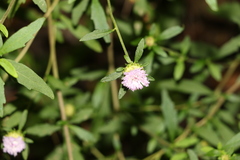 Centratherum riparium