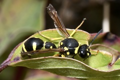 Eumenes coronatus