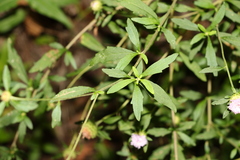 Centratherum riparium