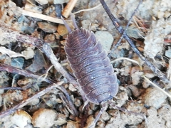 Porcellio novus