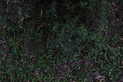 Centratherum riparium