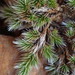 Selaginella dregei - Photo (c) David Hoare,  זכויות יוצרים חלקיות (CC BY-NC), הועלה על ידי David Hoare