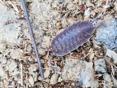 Porcellio novus