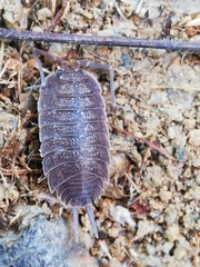 Porcellio novus