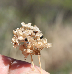 Allium denudatum